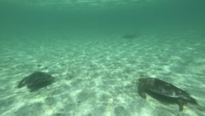 【ご褒美プログラム】副業を頑張ったら宮古島旅行Part 2